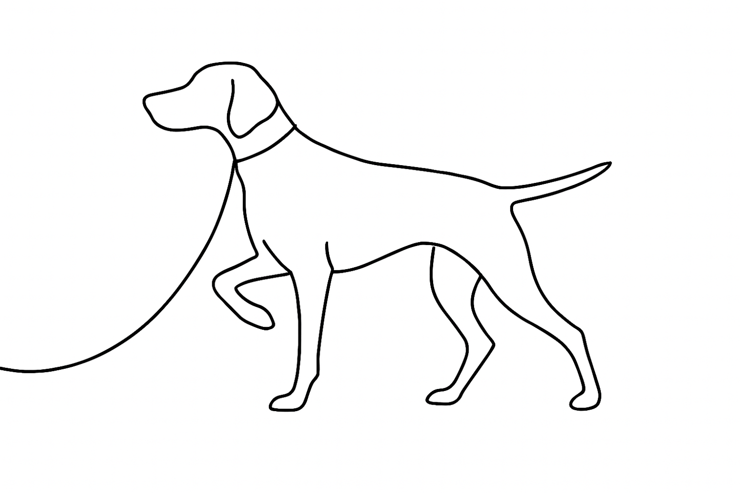 Breed: German Shorthaired Pointer